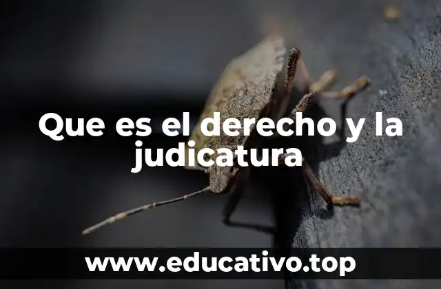Que es el derecho y la judicatura