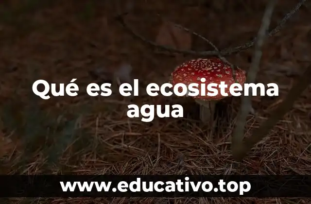 La importancia de los ecosistemas acuáticos para la vida