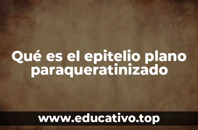 Características estructurales del epitelio plano paraqueratinizado
