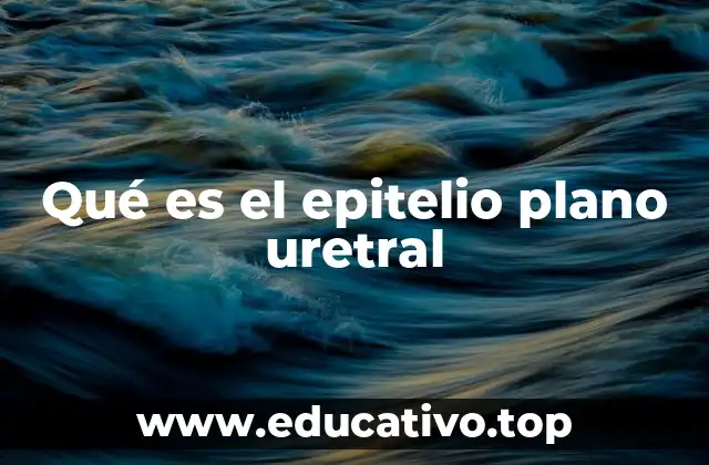 Estructura y características del epitelio uretral