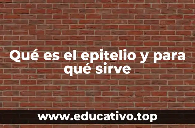 El tejido epitelial y su importancia en la salud del cuerpo