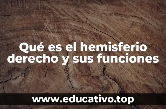Qué es el hemisferio derecho y sus funciones