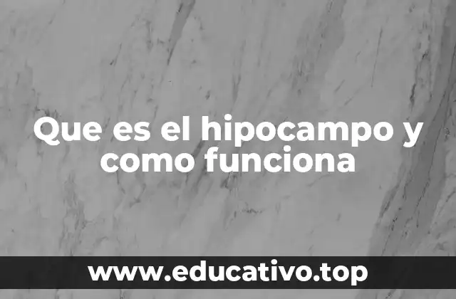 Que es el hipocampo y como funciona