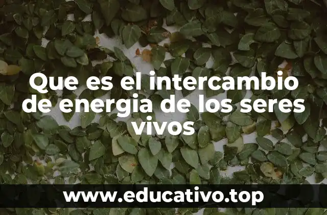El flujo energético en los ecosistemas