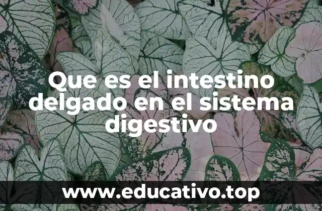 Que es el intestino delgado en el sistema digestivo