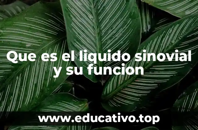 Que es el liquido sinovial y su funcion
