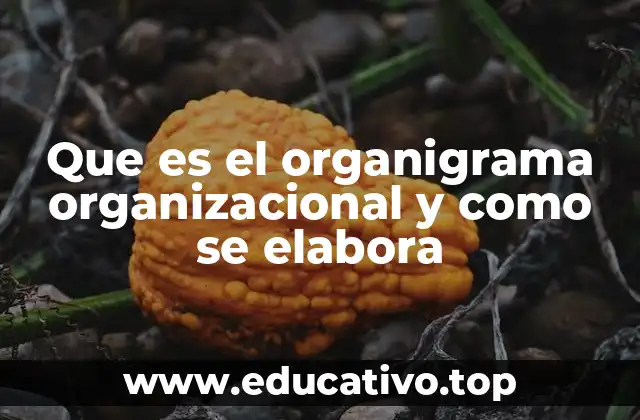 Que es el organigrama organizacional y como se elabora