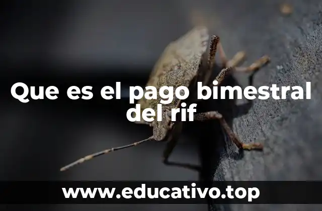 Que es el pago bimestral del rif