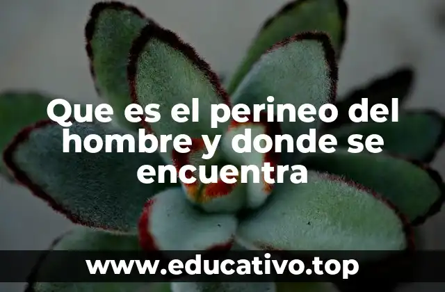 Que es el perineo del hombre y donde se encuentra