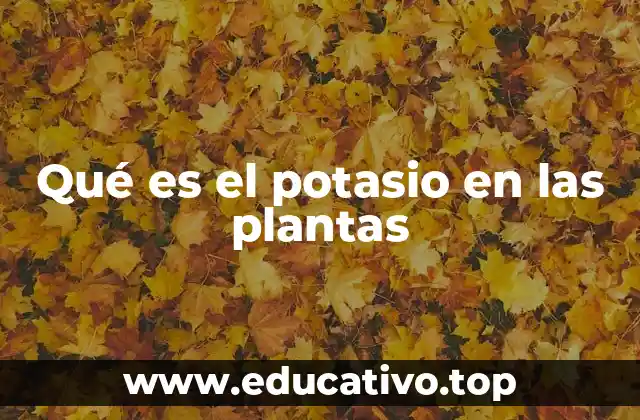 Qué es el potasio en las plantas