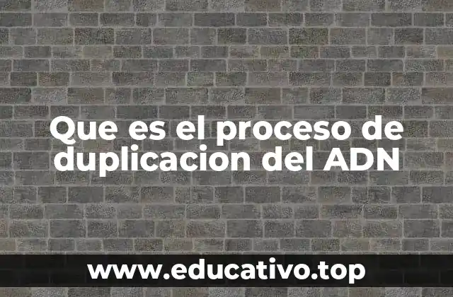Que es el proceso de duplicacion del ADN