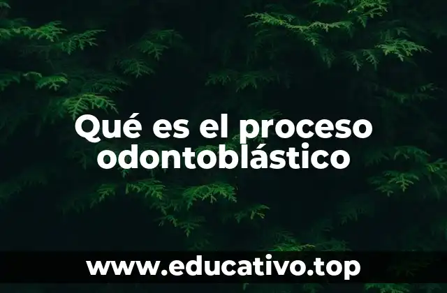 Qué es el proceso odontoblástico