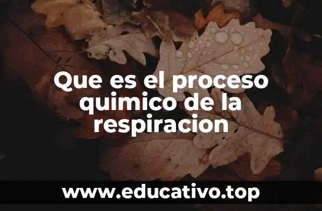 Que es el proceso quimico de la respiracion