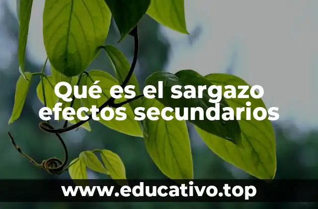 El impacto del sargazo en ecosistemas marinos y costeros