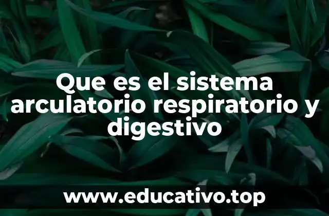 Que es el sistema arculatorio respiratorio y digestivo