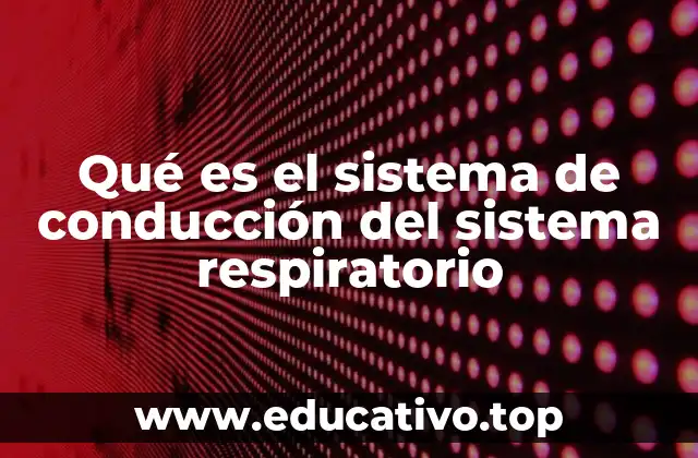 Qué es el sistema de conducción del sistema respiratorio