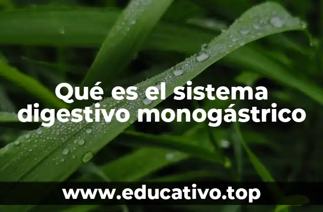 Qué es el sistema digestivo monogástrico