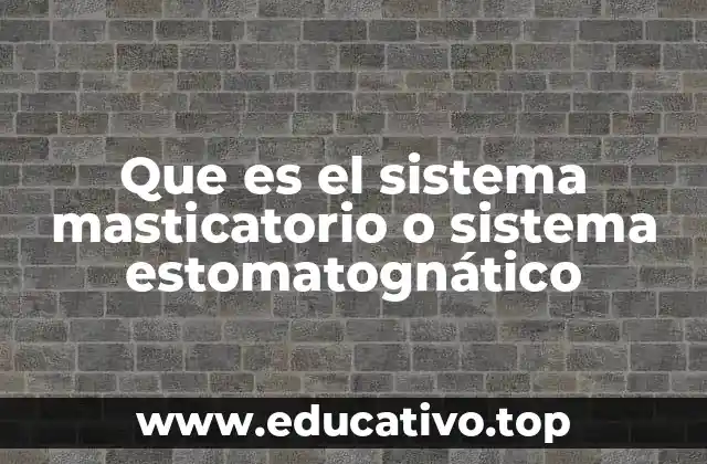 Que es el sistema masticatorio o sistema estomatognático