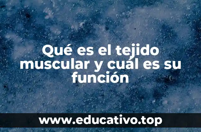 Qué es el tejido muscular y cuál es su función