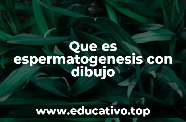 Que es espermatogenesis con dibujo