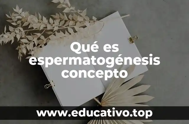 Qué es espermatogénesis concepto