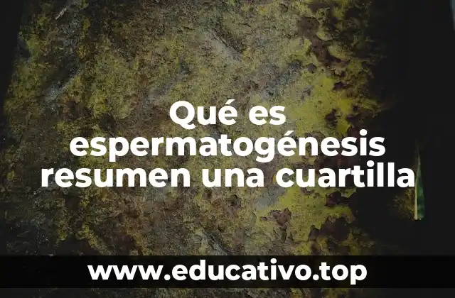 El proceso de formación de los gametos masculinos