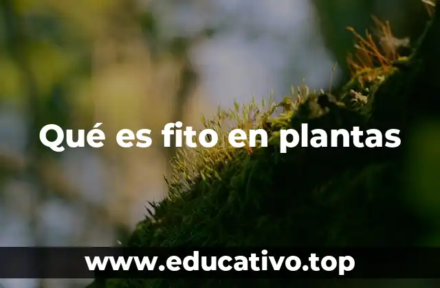 Qué es fito en plantas