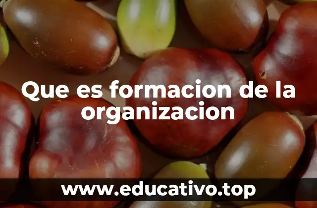 Que es formacion de la organizacion