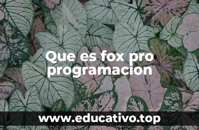 Que es fox pro programacion