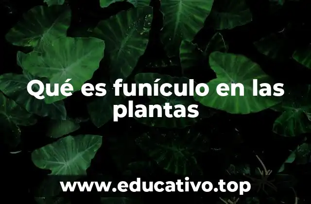 Qué es funículo en las plantas