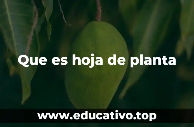 Que es hoja de planta