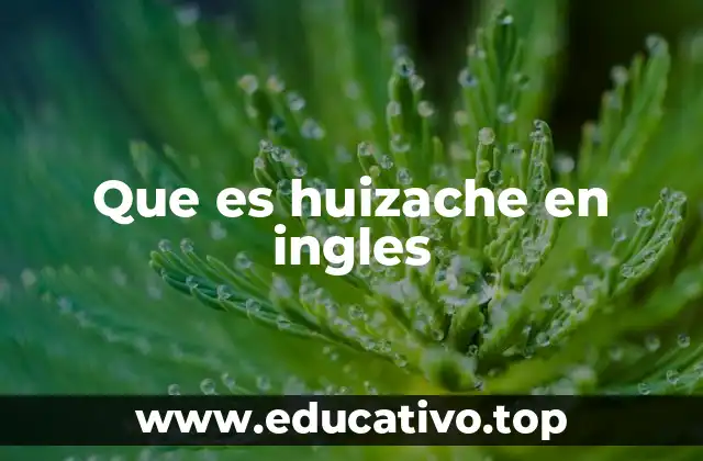 Que es huizache en ingles