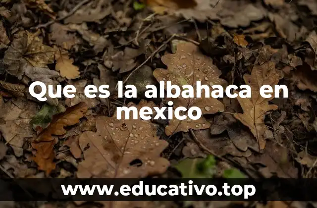 La importancia de la albahaca en la gastronomía mexicana