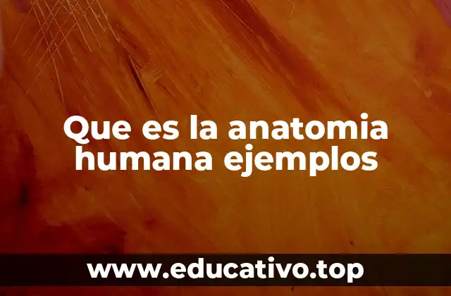 Que es la anatomia humana ejemplos