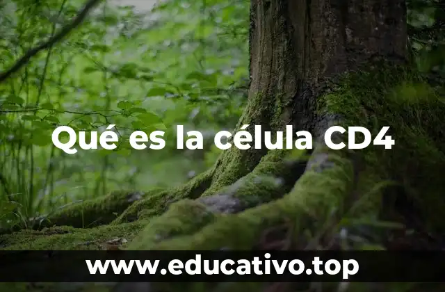 Qué es la célula CD4