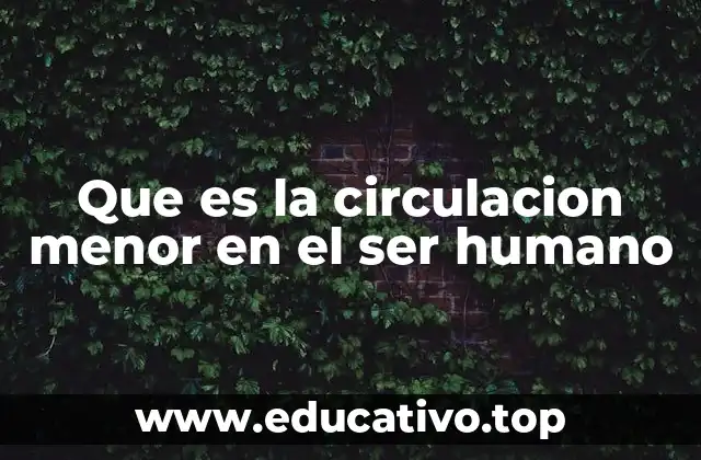 Que es la circulacion menor en el ser humano
