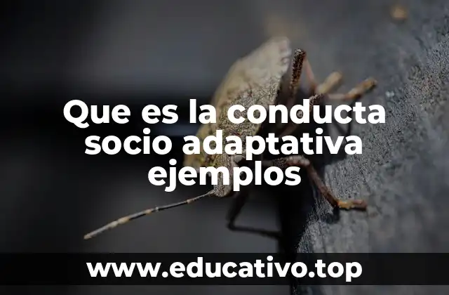 Cómo las habilidades socioemocionales influyen en la conducta adaptativa