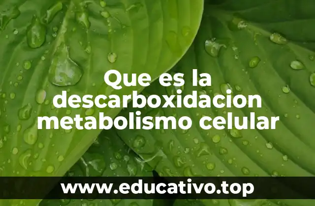 Que es la descarboxidacion metabolismo celular