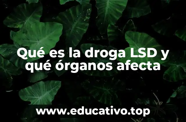 Qué es la droga LSD y qué órganos afecta