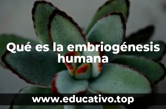 Qué es la embriogénesis humana