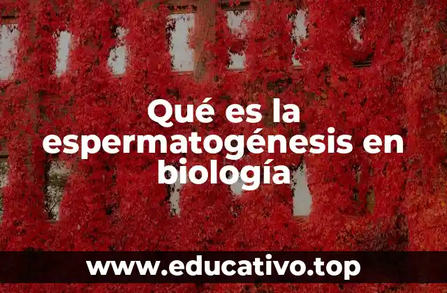 Qué es la espermatogénesis en biología