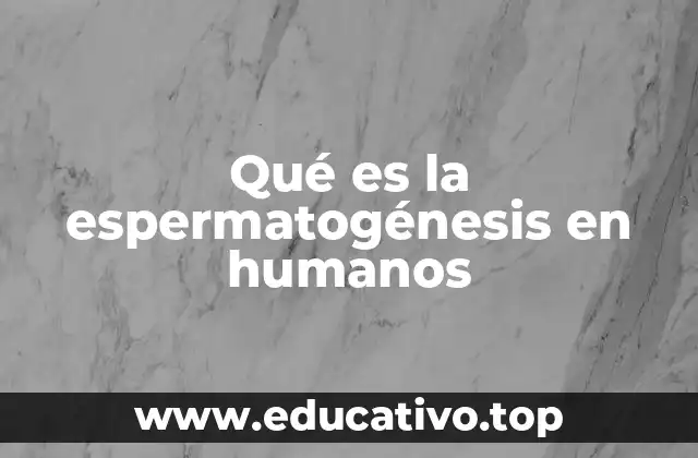 Qué es la espermatogénesis en humanos