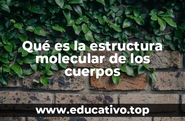 Qué es la estructura molecular de los cuerpos