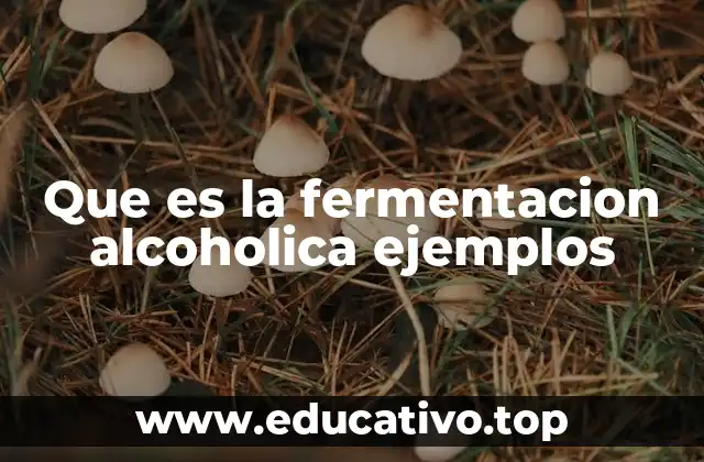 Que es la fermentacion alcoholica ejemplos