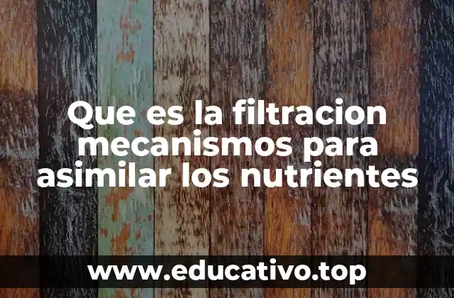 Que es la filtracion mecanismos para asimilar los nutrientes