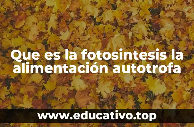 Que es la fotosintesis la alimentación autotrofa