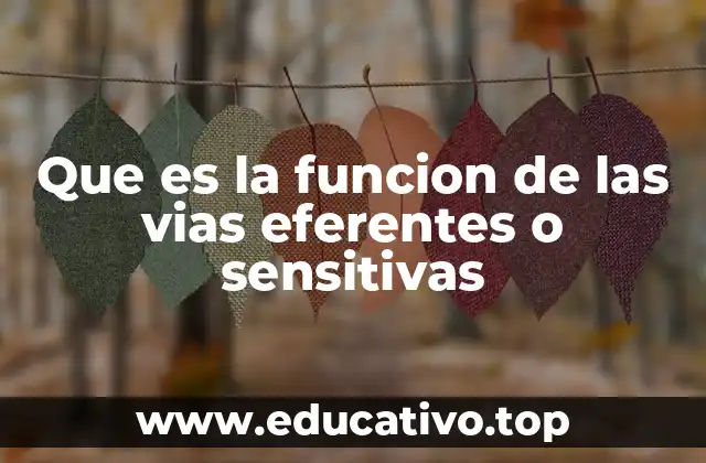 Que es la funcion de las vias eferentes o sensitivas