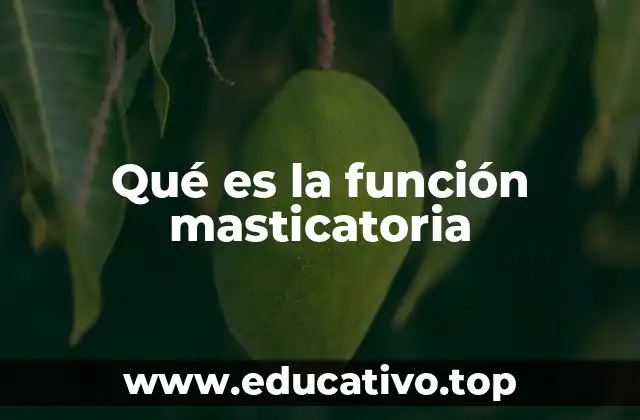 Qué es la función masticatoria