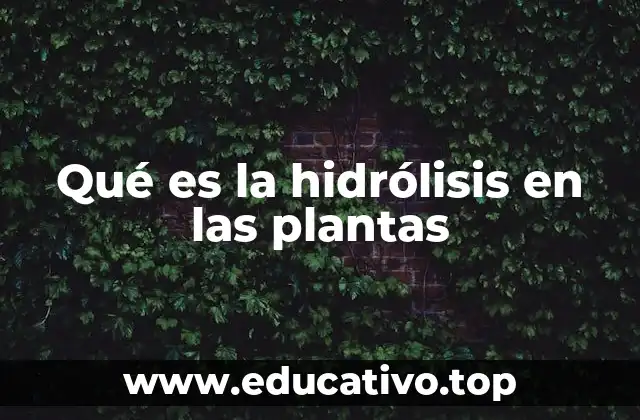 Qué es la hidrólisis en las plantas