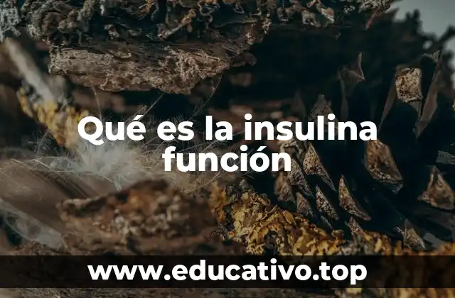 Qué es la insulina función